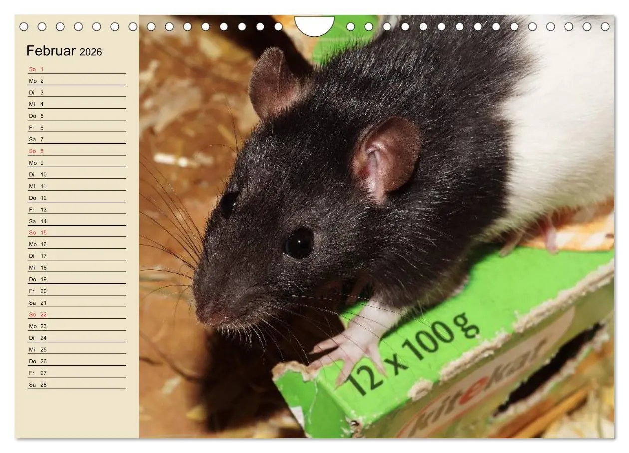 Bild: 9783457996188 | Ratten. Gelehrige Haustiere (Wandkalender 2026 DIN A4 quer),...