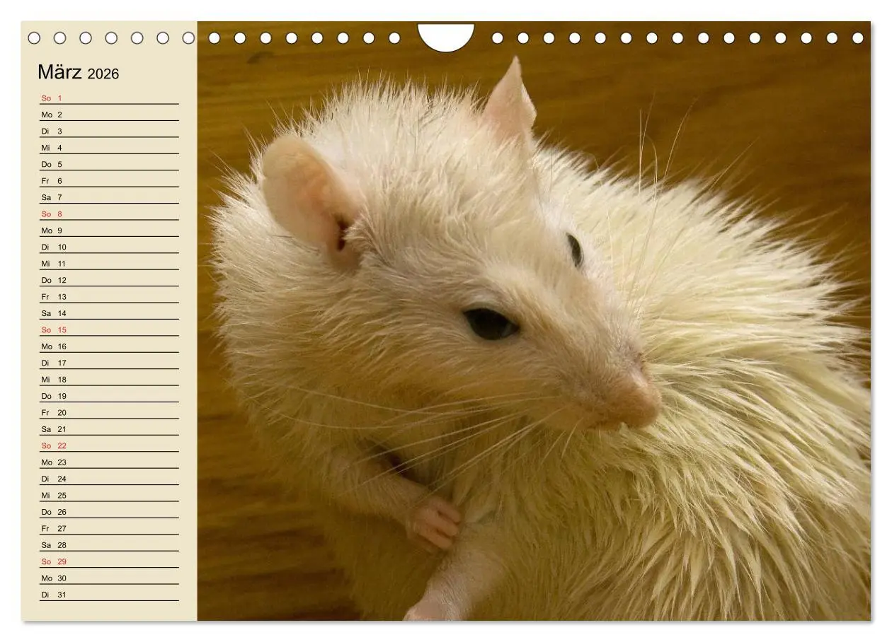 Bild: 9783457996188 | Ratten. Gelehrige Haustiere (Wandkalender 2026 DIN A4 quer),...