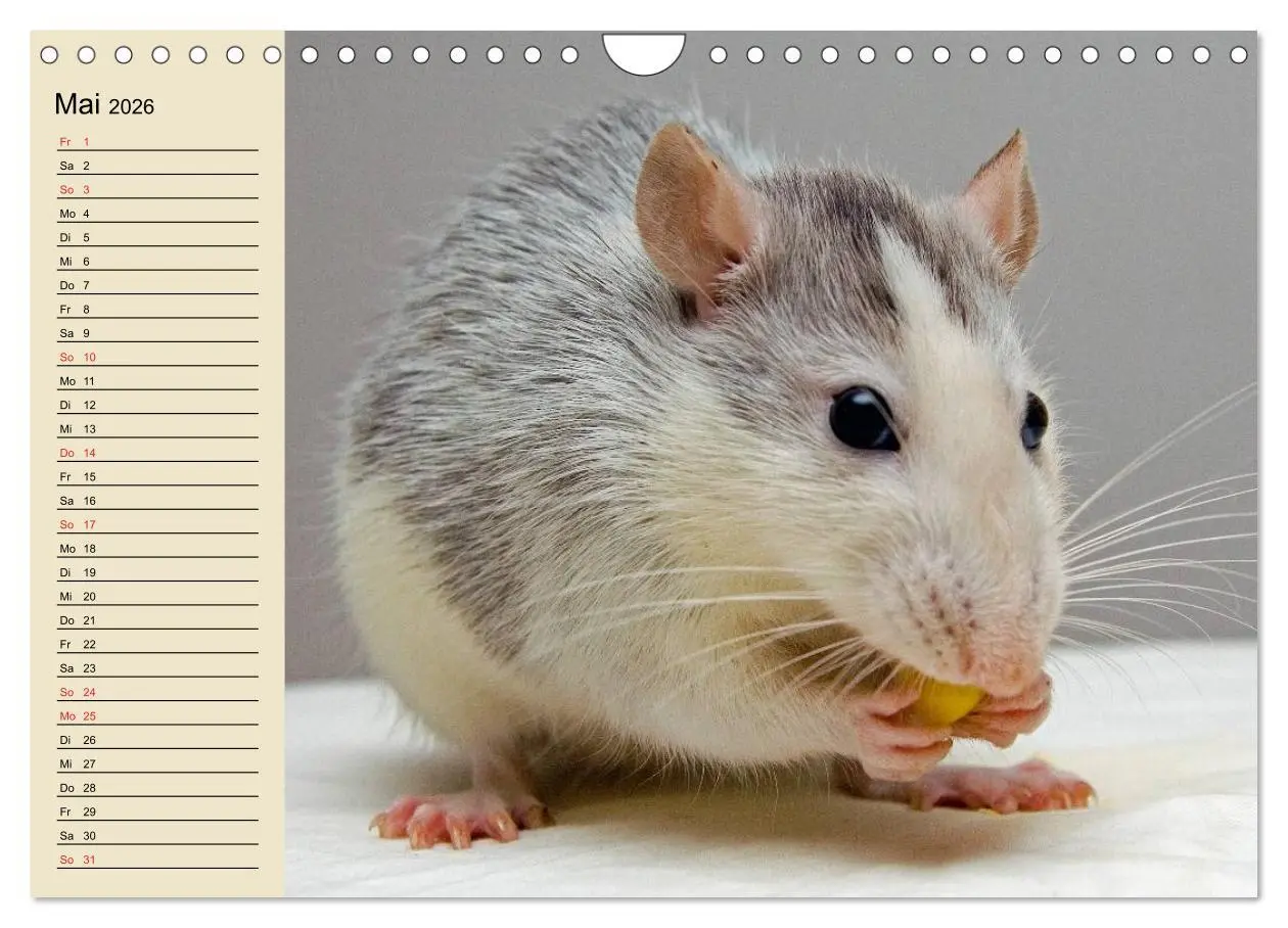 Bild: 9783457996188 | Ratten. Gelehrige Haustiere (Wandkalender 2026 DIN A4 quer),...