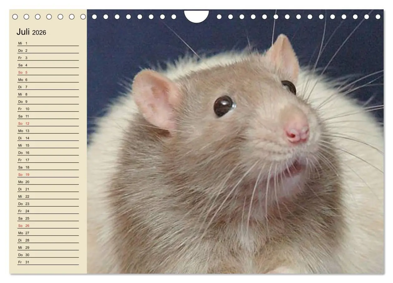 Bild: 9783457996188 | Ratten. Gelehrige Haustiere (Wandkalender 2026 DIN A4 quer),...