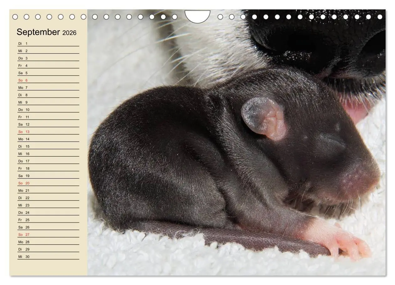 Bild: 9783457996188 | Ratten. Gelehrige Haustiere (Wandkalender 2026 DIN A4 quer),...