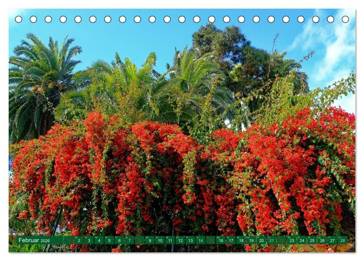 Bild: 9783516086188 | Madeiras Blütenzauber (Tischkalender 2026 DIN A5 quer), CALVENDO...
