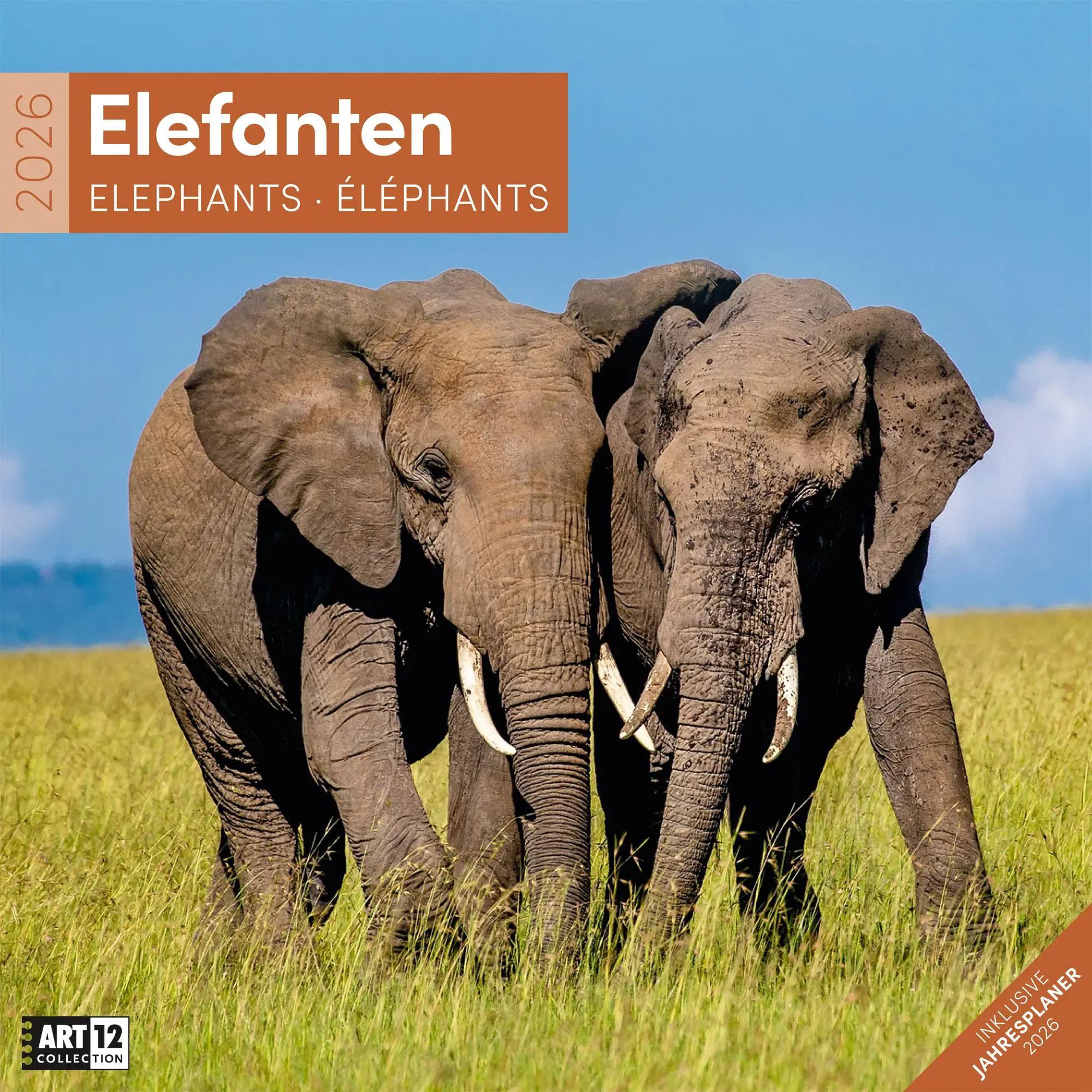 Cover: 9783838446288 | Elefanten Kalender 2026 - 30x30 | Ackermann Kunstverlag GmbH | 28 S.