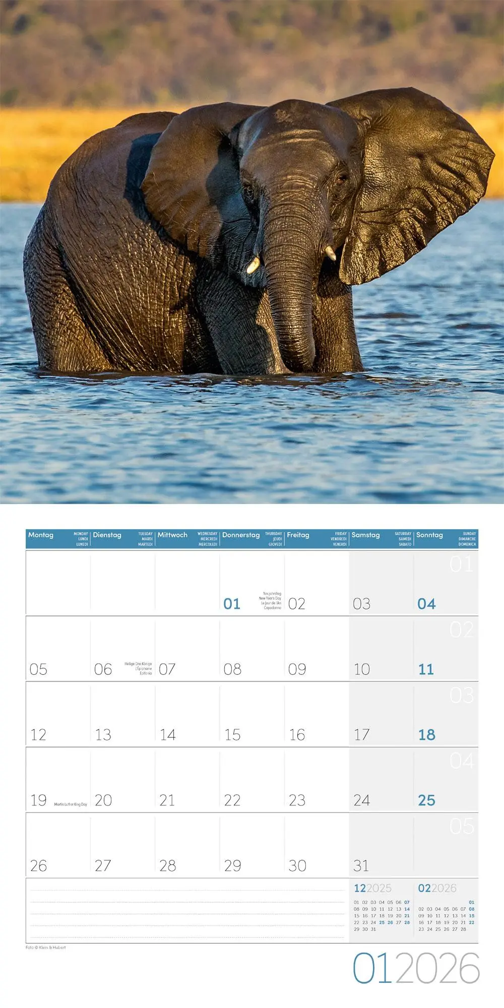 Bild: 9783838446288 | Elefanten Kalender 2026 - 30x30 | Ackermann Kunstverlag GmbH | 28 S.