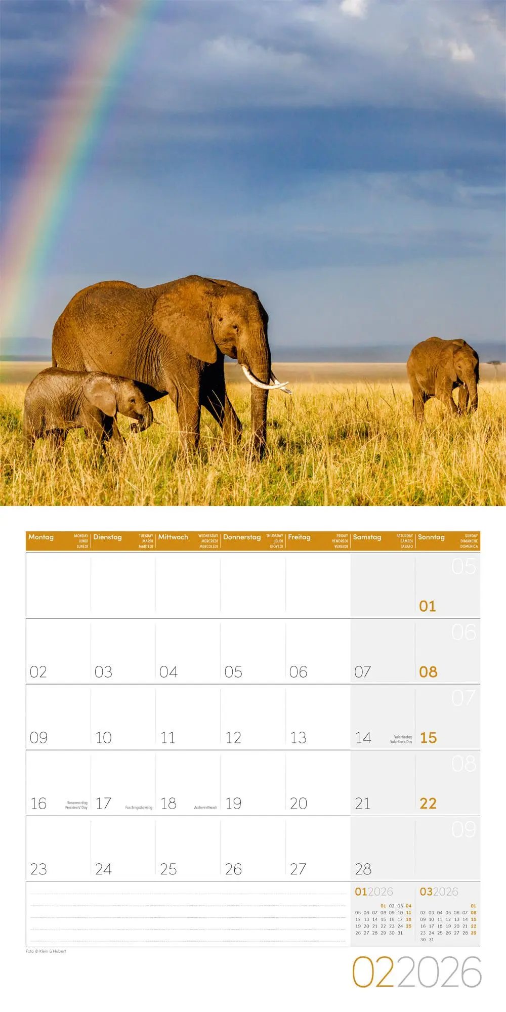 Bild: 9783838446288 | Elefanten Kalender 2026 - 30x30 | Ackermann Kunstverlag GmbH | 28 S.