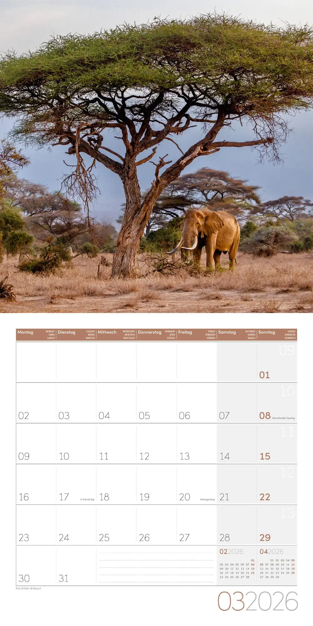 Bild: 9783838446288 | Elefanten Kalender 2026 - 30x30 | Ackermann Kunstverlag GmbH | 28 S.