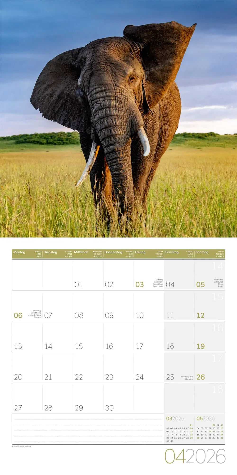 Bild: 9783838446288 | Elefanten Kalender 2026 - 30x30 | Ackermann Kunstverlag GmbH | 28 S.