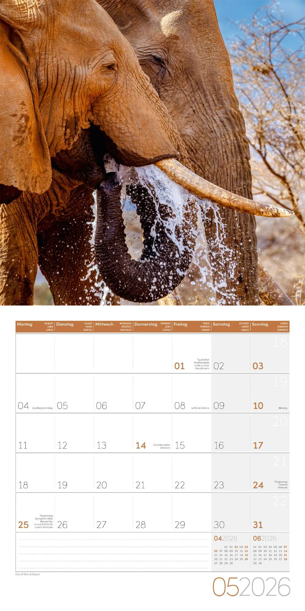 Bild: 9783838446288 | Elefanten Kalender 2026 - 30x30 | Ackermann Kunstverlag GmbH | 28 S.