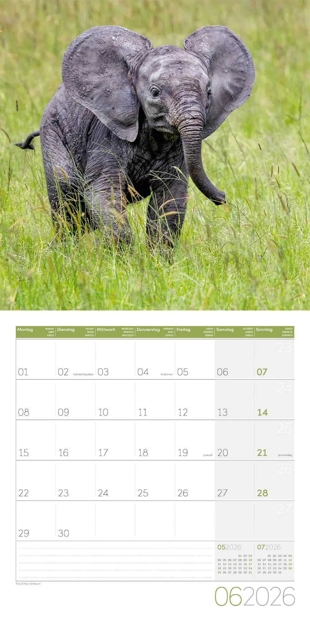 Bild: 9783838446288 | Elefanten Kalender 2026 - 30x30 | Ackermann Kunstverlag GmbH | 28 S.