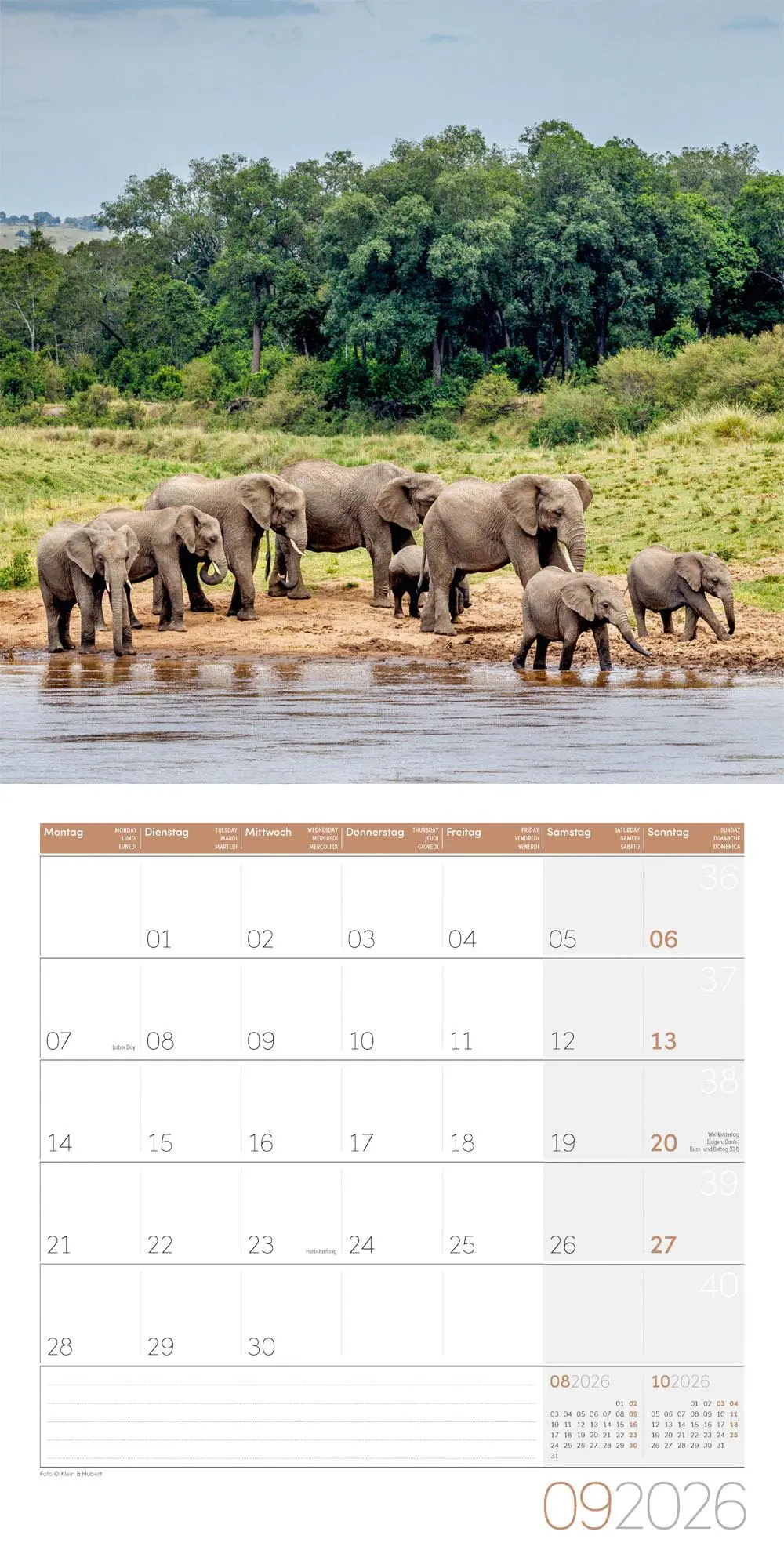 Bild: 9783838446288 | Elefanten Kalender 2026 - 30x30 | Ackermann Kunstverlag GmbH | 28 S.
