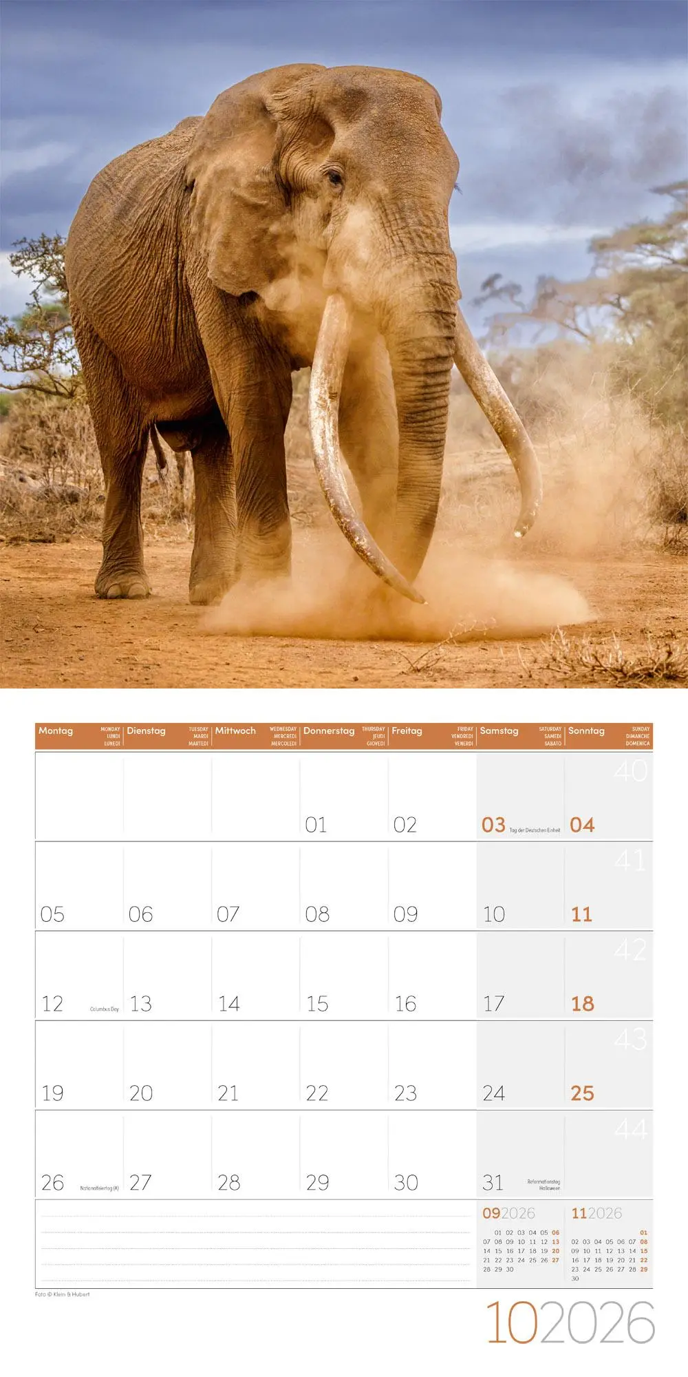 Bild: 9783838446288 | Elefanten Kalender 2026 - 30x30 | Ackermann Kunstverlag GmbH | 28 S.