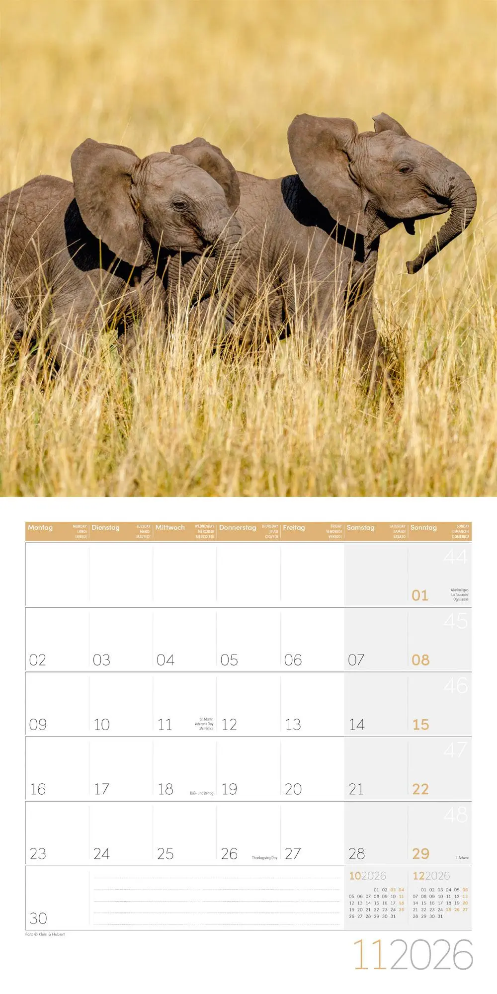Bild: 9783838446288 | Elefanten Kalender 2026 - 30x30 | Ackermann Kunstverlag GmbH | 28 S.
