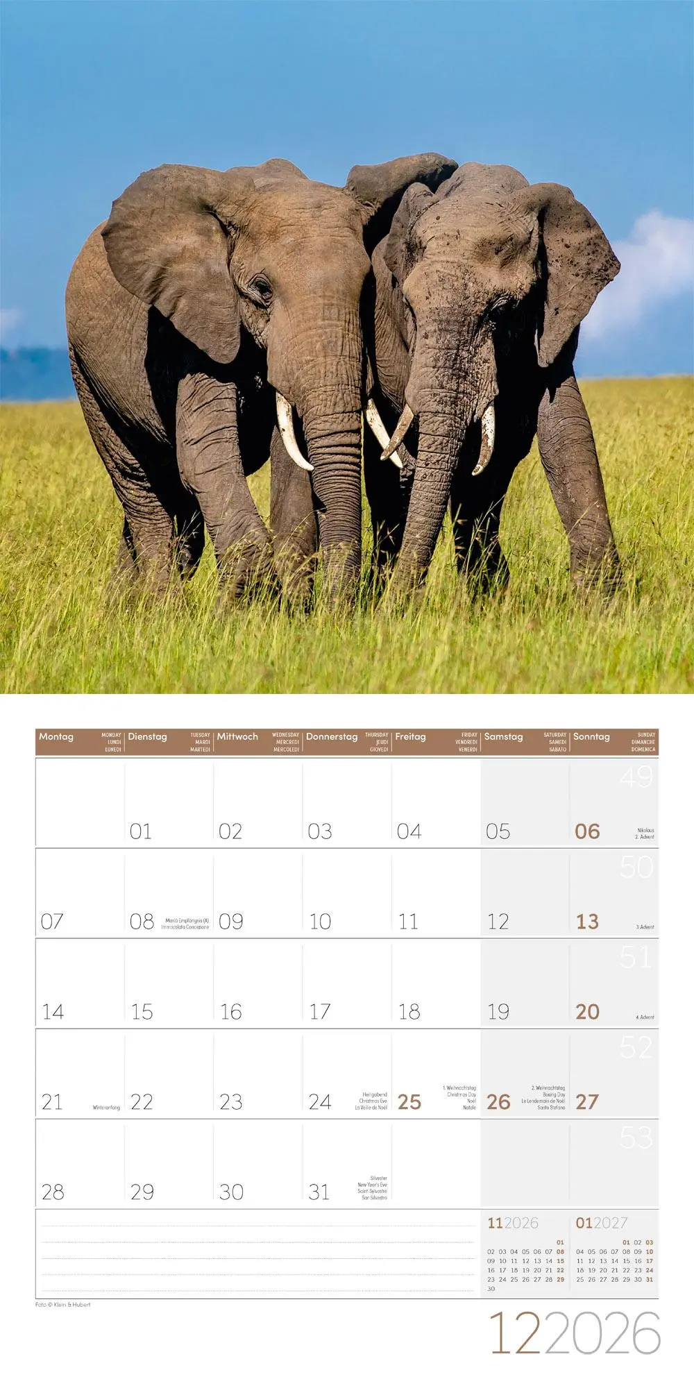 Bild: 9783838446288 | Elefanten Kalender 2026 - 30x30 | Ackermann Kunstverlag GmbH | 28 S.