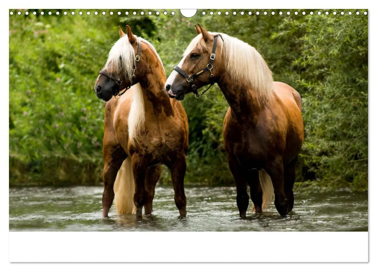 Bild: 9783435336388 | Faszination und Vielfalt - Schwarzwälder Kaltblut (Wandkalender...