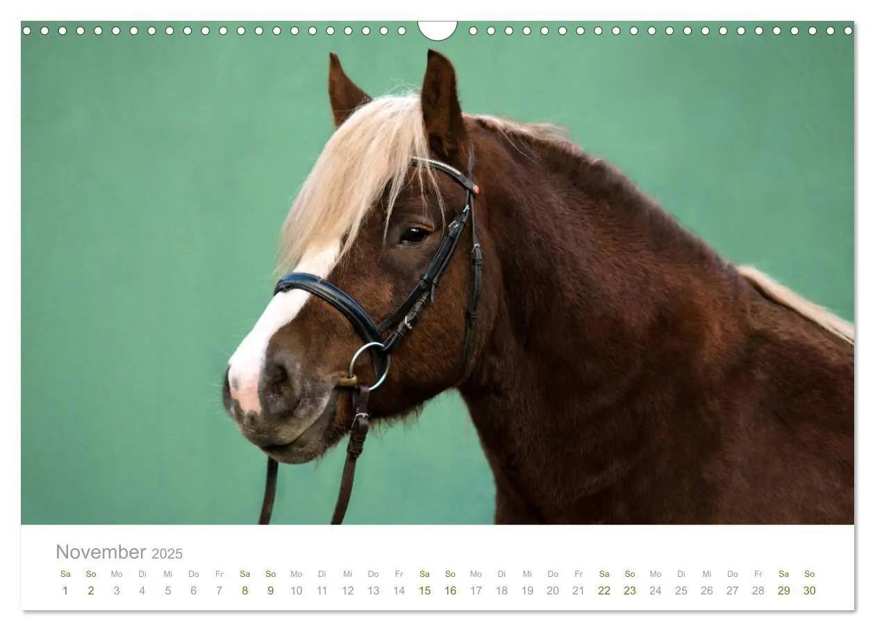 Bild: 9783435336388 | Faszination und Vielfalt - Schwarzwälder Kaltblut (Wandkalender...