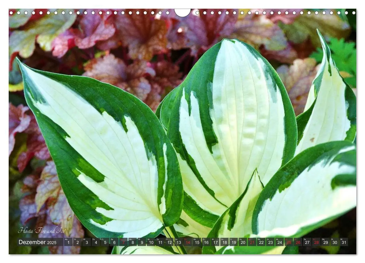 Bild: 9783435576388 | Hosta Staude mit Herz (Wandkalender 2025 DIN A3 quer), CALVENDO...