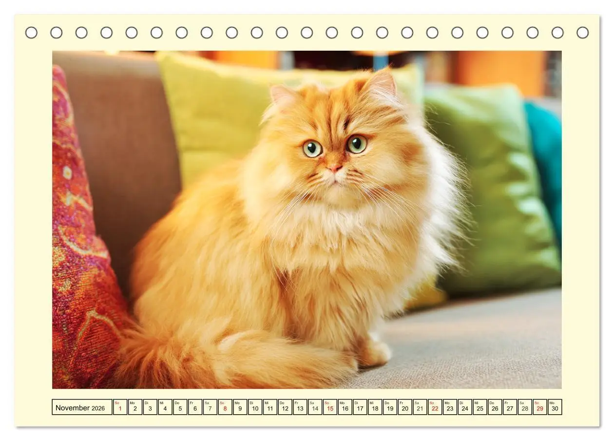 Bild: 9783516746488 | Edle Perserkatzen. Leises Schnurren in Haus und Garten...