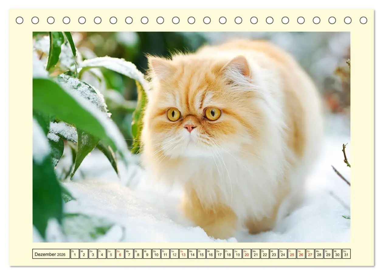 Bild: 9783516746488 | Edle Perserkatzen. Leises Schnurren in Haus und Garten...