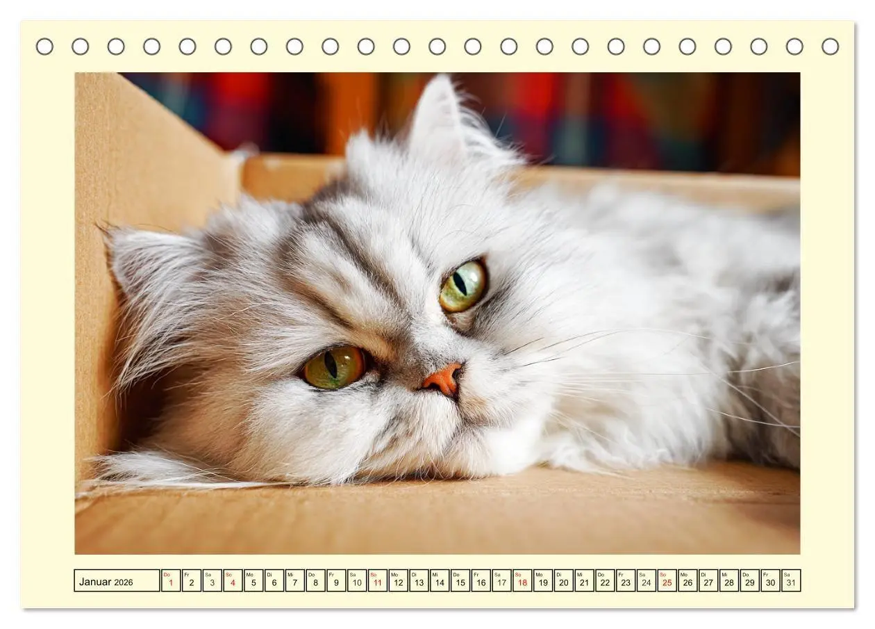 Bild: 9783516746488 | Edle Perserkatzen. Leises Schnurren in Haus und Garten...
