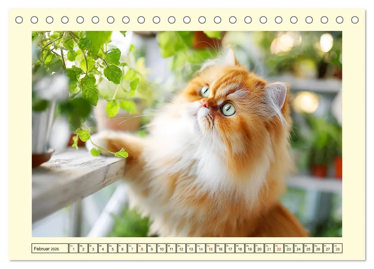 Bild: 9783516746488 | Edle Perserkatzen. Leises Schnurren in Haus und Garten...