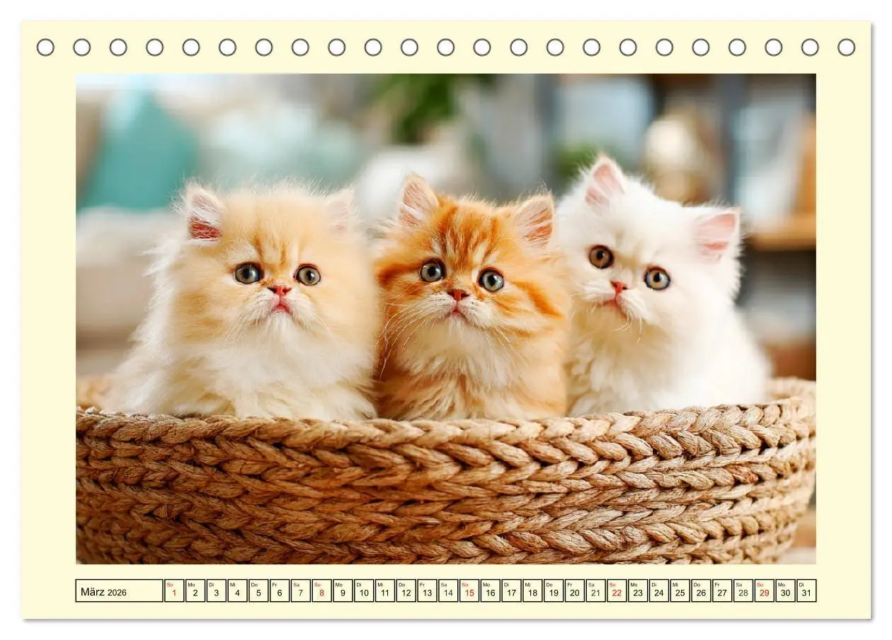 Bild: 9783516746488 | Edle Perserkatzen. Leises Schnurren in Haus und Garten...