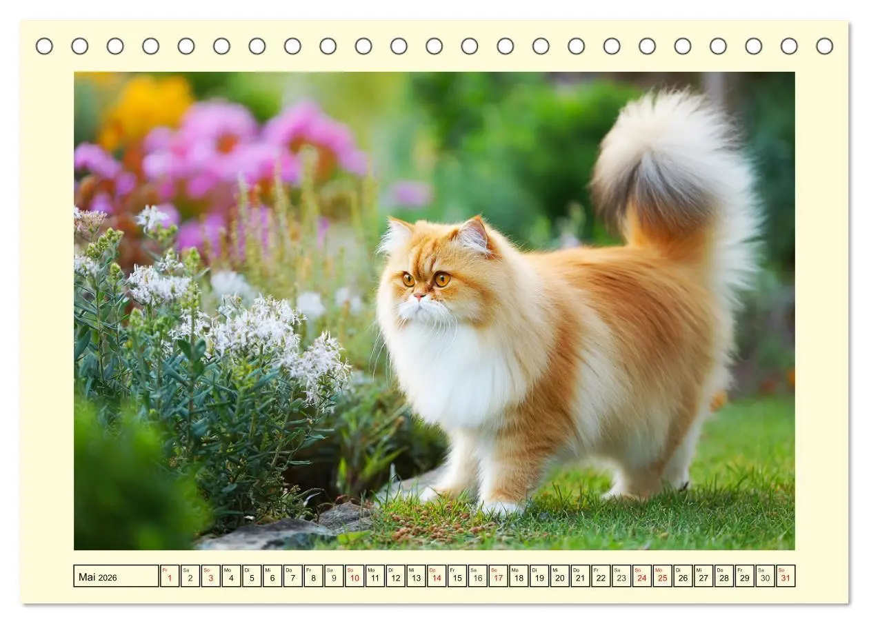 Bild: 9783516746488 | Edle Perserkatzen. Leises Schnurren in Haus und Garten...