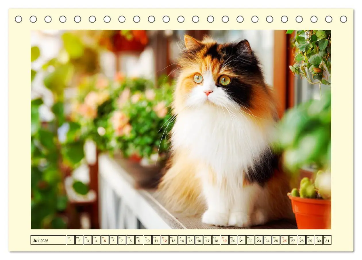 Bild: 9783516746488 | Edle Perserkatzen. Leises Schnurren in Haus und Garten...
