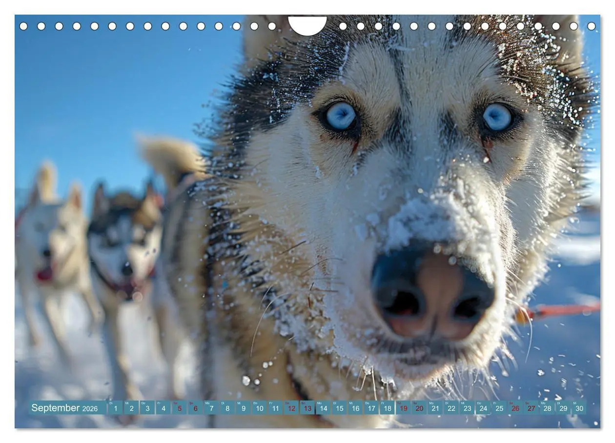Bild: 9783457336588 | Schlittenhund Träume (Wandkalender 2026 DIN A4 quer), CALVENDO...