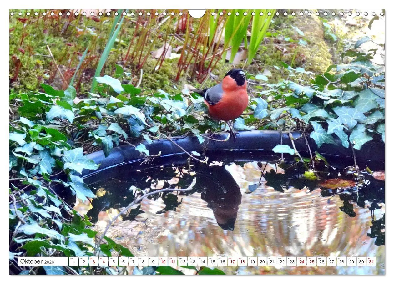 Bild: 9783457406588 | Herr und Frau Gimpel - Stammgäste im Garten (Wandkalender 2026 DIN...