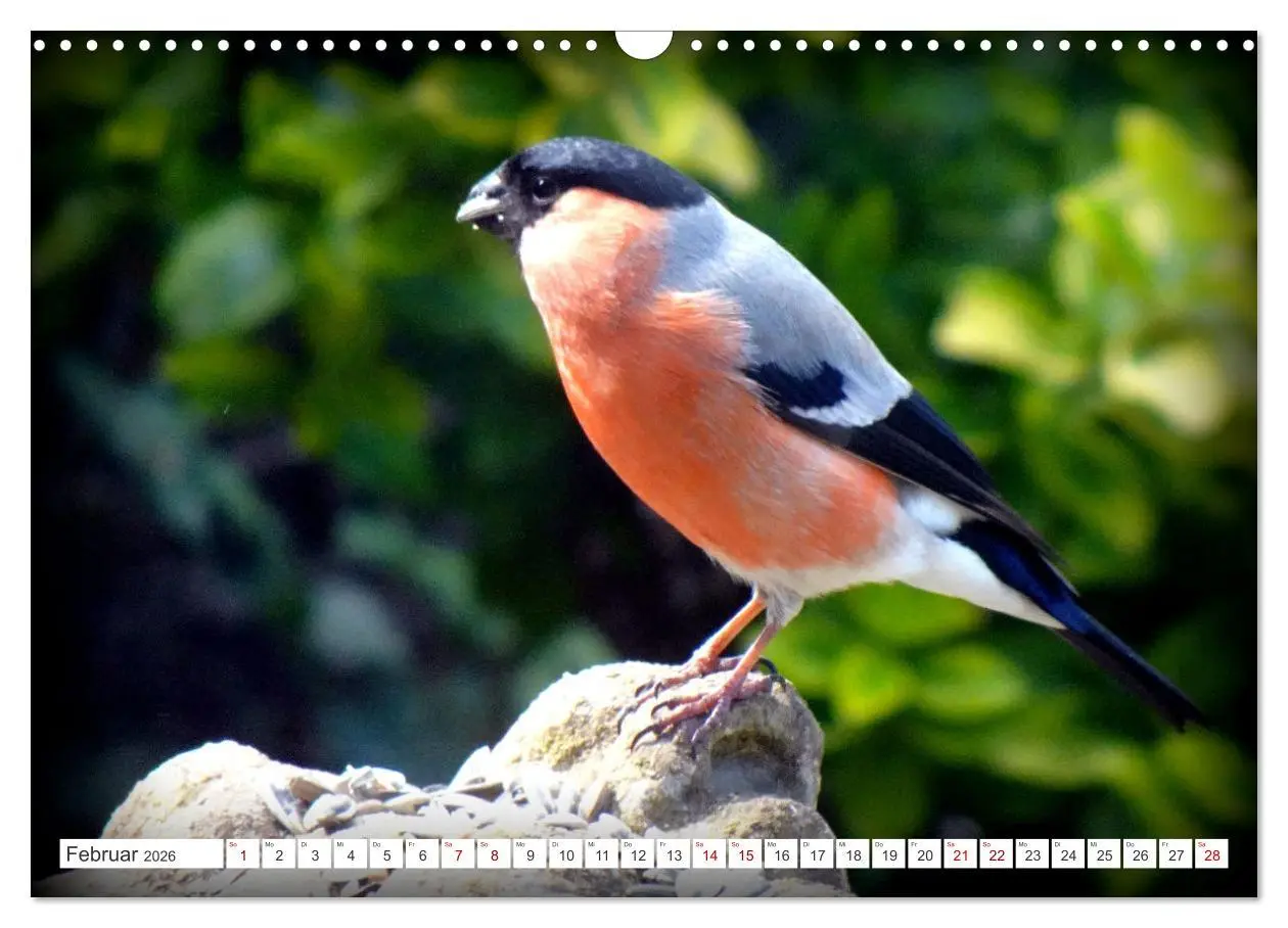 Bild: 9783457406588 | Herr und Frau Gimpel - Stammgäste im Garten (Wandkalender 2026 DIN...