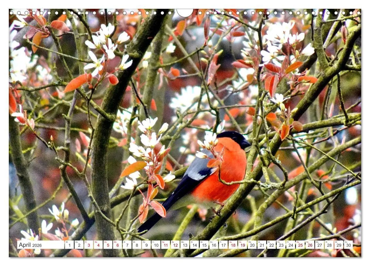 Bild: 9783457406588 | Herr und Frau Gimpel - Stammgäste im Garten (Wandkalender 2026 DIN...