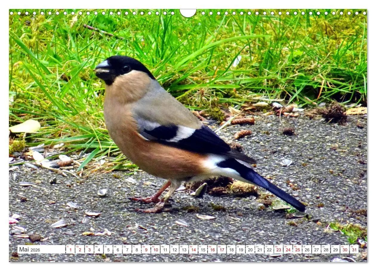 Bild: 9783457406588 | Herr und Frau Gimpel - Stammgäste im Garten (Wandkalender 2026 DIN...