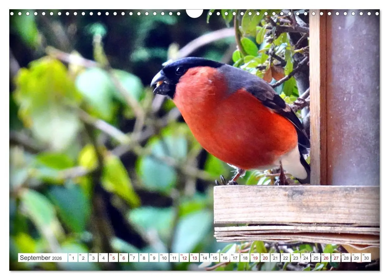 Bild: 9783457406588 | Herr und Frau Gimpel - Stammgäste im Garten (Wandkalender 2026 DIN...