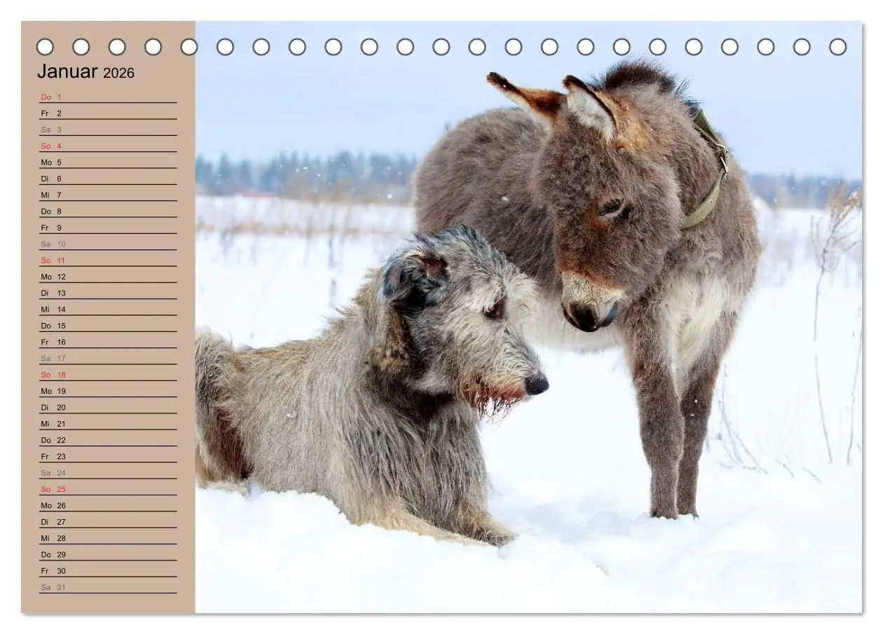 Bild: 9783516116588 | Das Esel-Paradies - Hunde und andere Feunde (Tischkalender 2026 DIN...