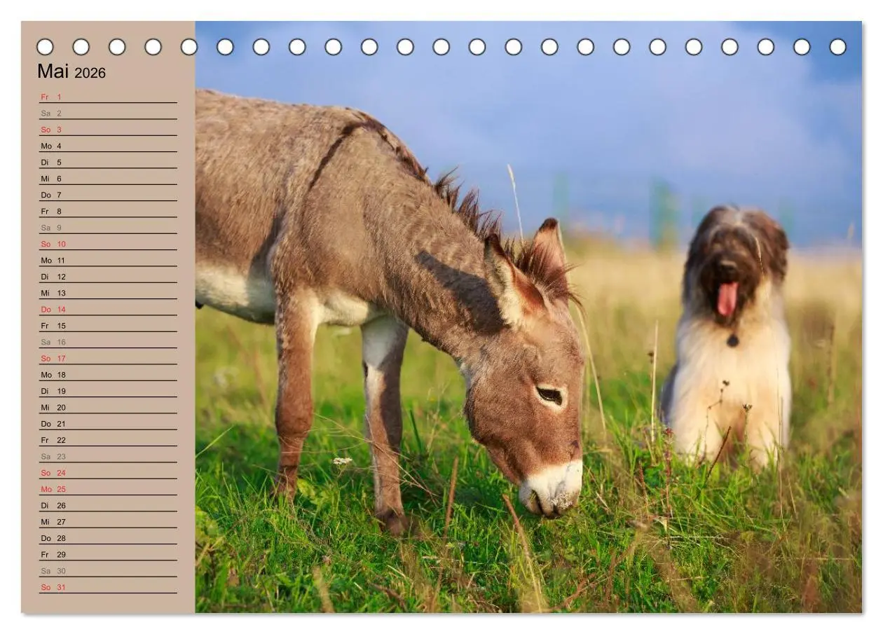 Bild: 9783516116588 | Das Esel-Paradies - Hunde und andere Feunde (Tischkalender 2026 DIN...