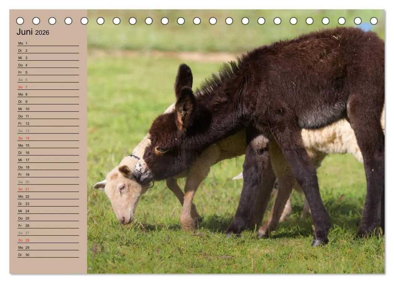 Bild: 9783516116588 | Das Esel-Paradies - Hunde und andere Feunde (Tischkalender 2026 DIN...
