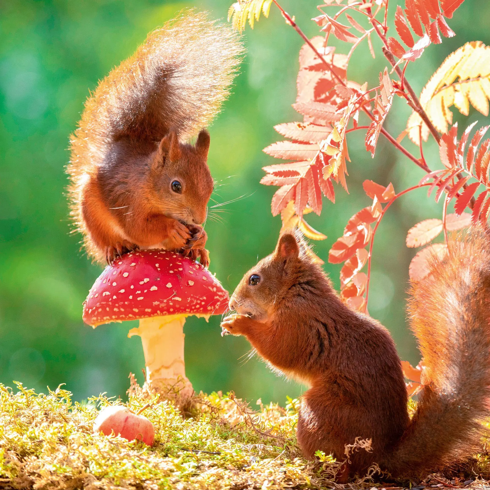Bild: 9783959296588 | Dwellers of the Woodlands 2027 | Kalender 2027 | Kalender | 28 S.