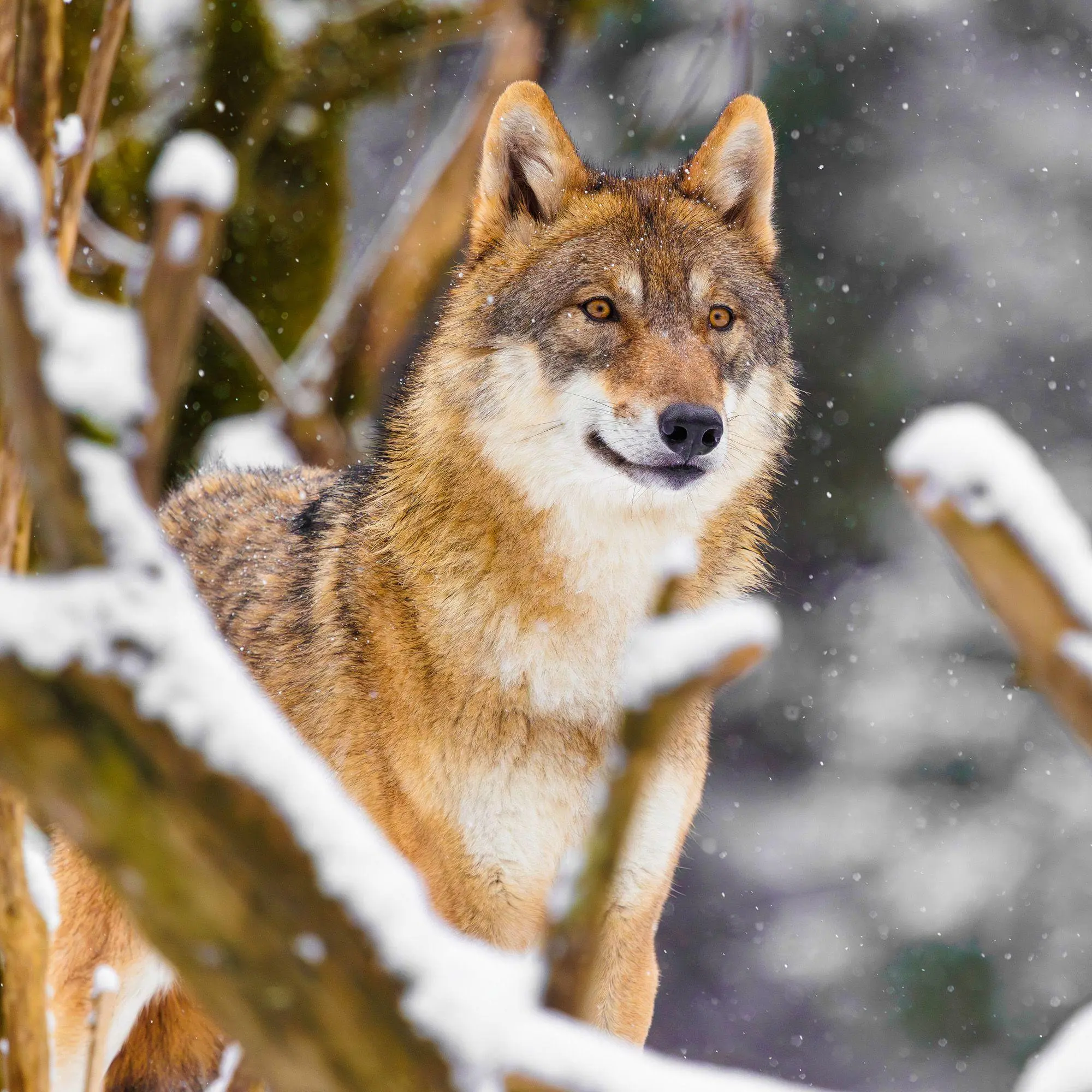 Bild: 9783959296588 | Dwellers of the Woodlands 2027 | Kalender 2027 | Kalender | 28 S.