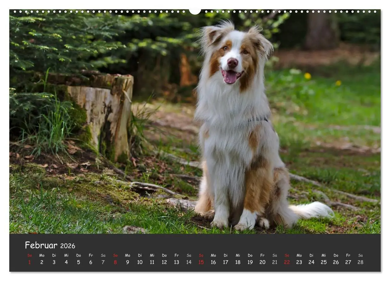 Bild: 9783516036688 | Australian Shepherd - Augenblicke (hochwertiger Premium...