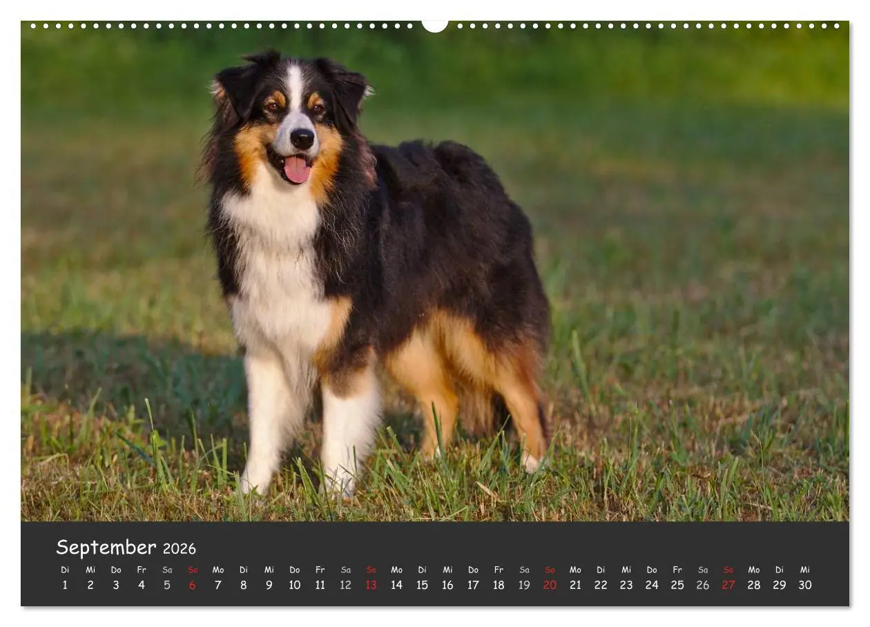 Bild: 9783516036688 | Australian Shepherd - Augenblicke (hochwertiger Premium...