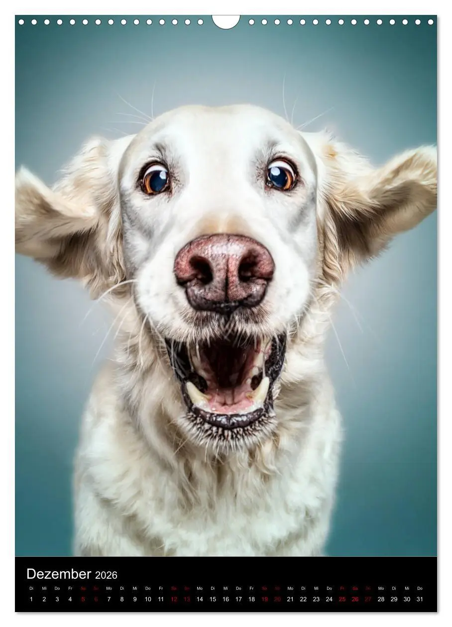 Bild: 9783516416688 | Funny Faces - Lustige Hundebilder (Wandkalender 2026 DIN A3 hoch),...