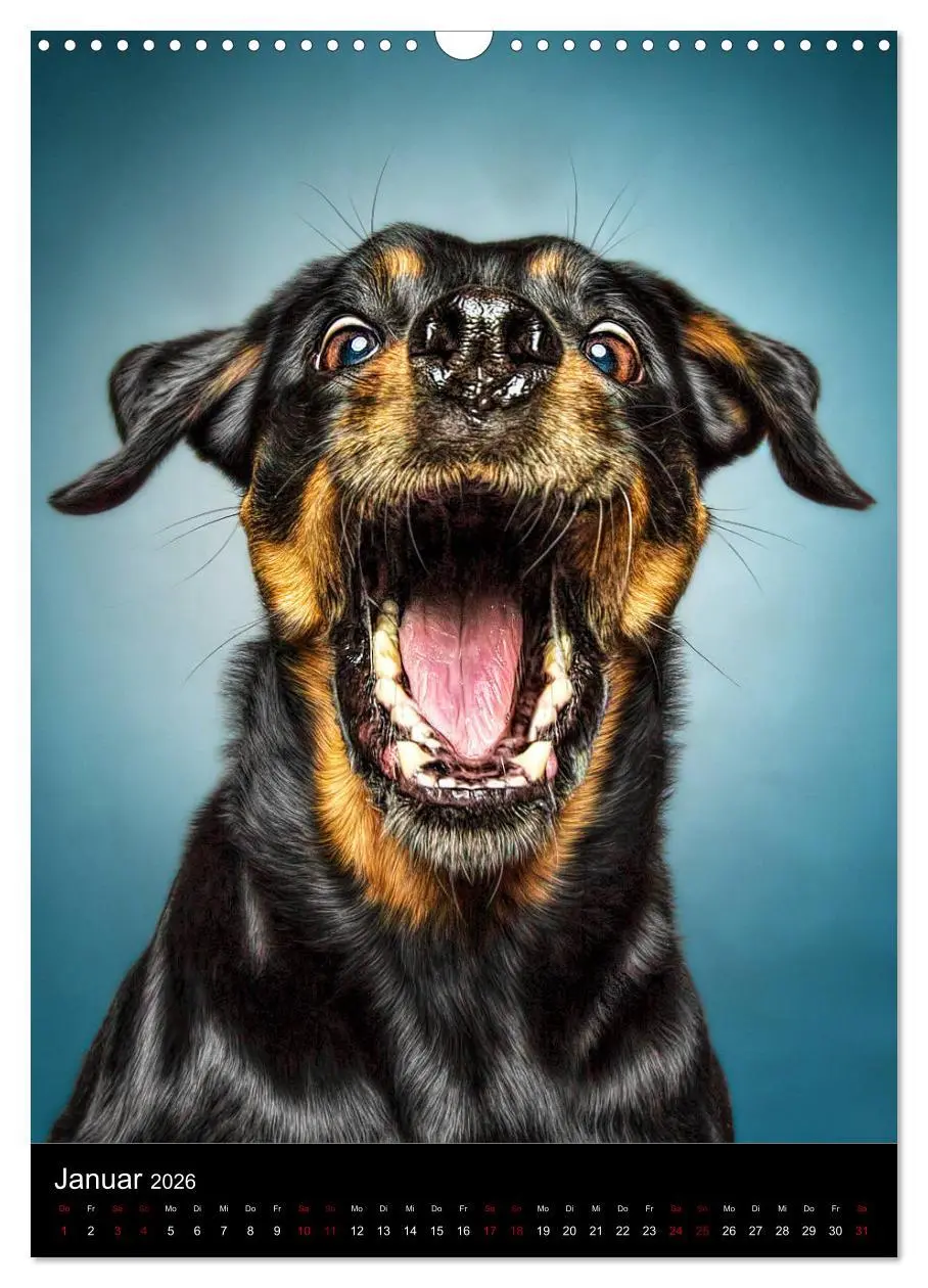 Bild: 9783516416688 | Funny Faces - Lustige Hundebilder (Wandkalender 2026 DIN A3 hoch),...