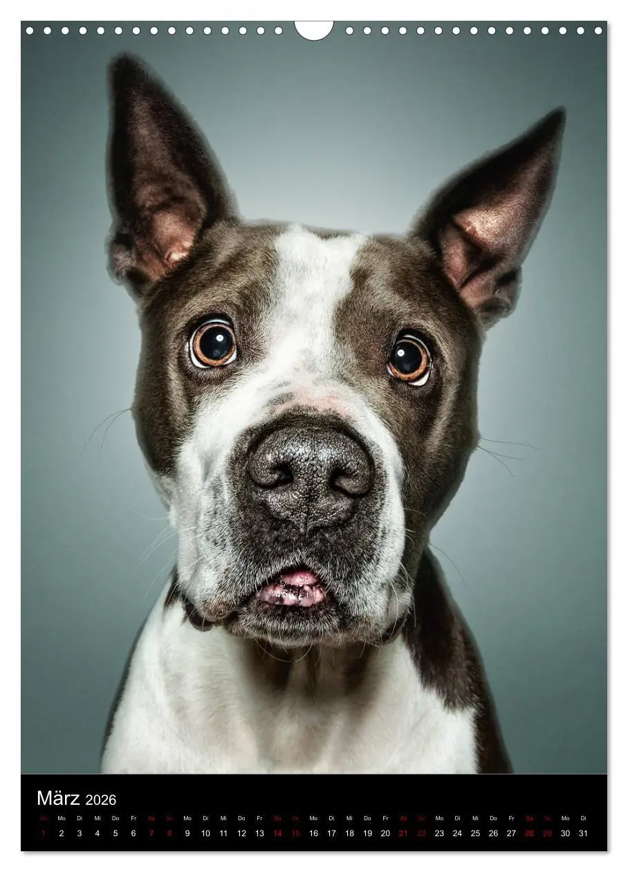Bild: 9783516416688 | Funny Faces - Lustige Hundebilder (Wandkalender 2026 DIN A3 hoch),...
