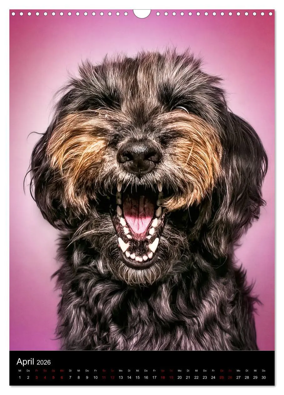 Bild: 9783516416688 | Funny Faces - Lustige Hundebilder (Wandkalender 2026 DIN A3 hoch),...