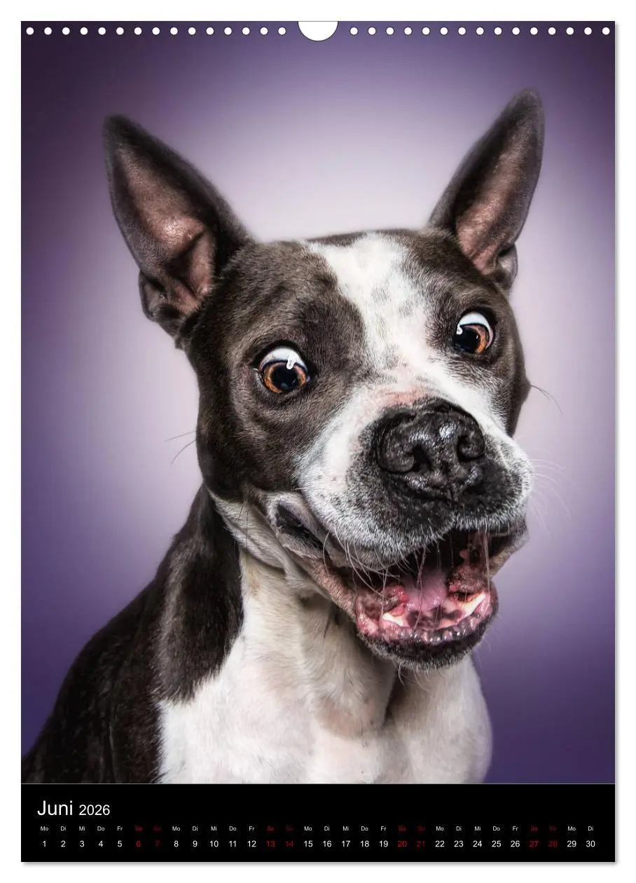Bild: 9783516416688 | Funny Faces - Lustige Hundebilder (Wandkalender 2026 DIN A3 hoch),...