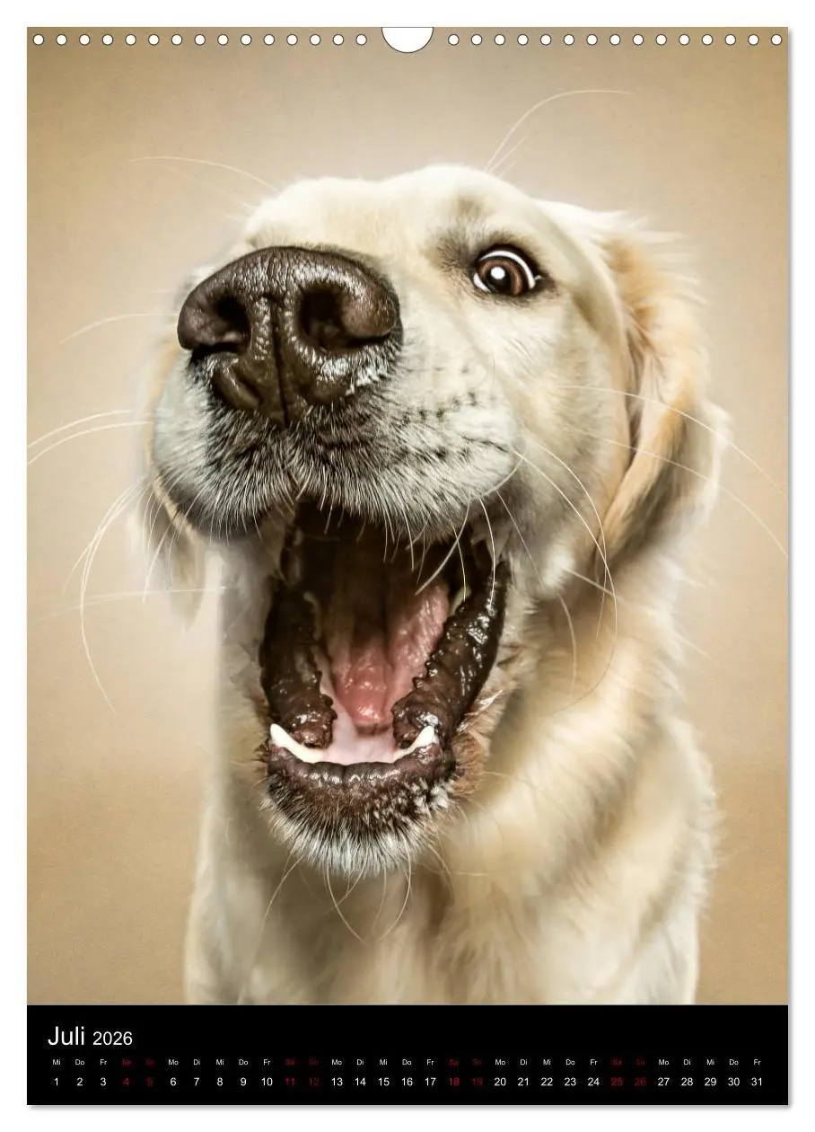 Bild: 9783516416688 | Funny Faces - Lustige Hundebilder (Wandkalender 2026 DIN A3 hoch),...