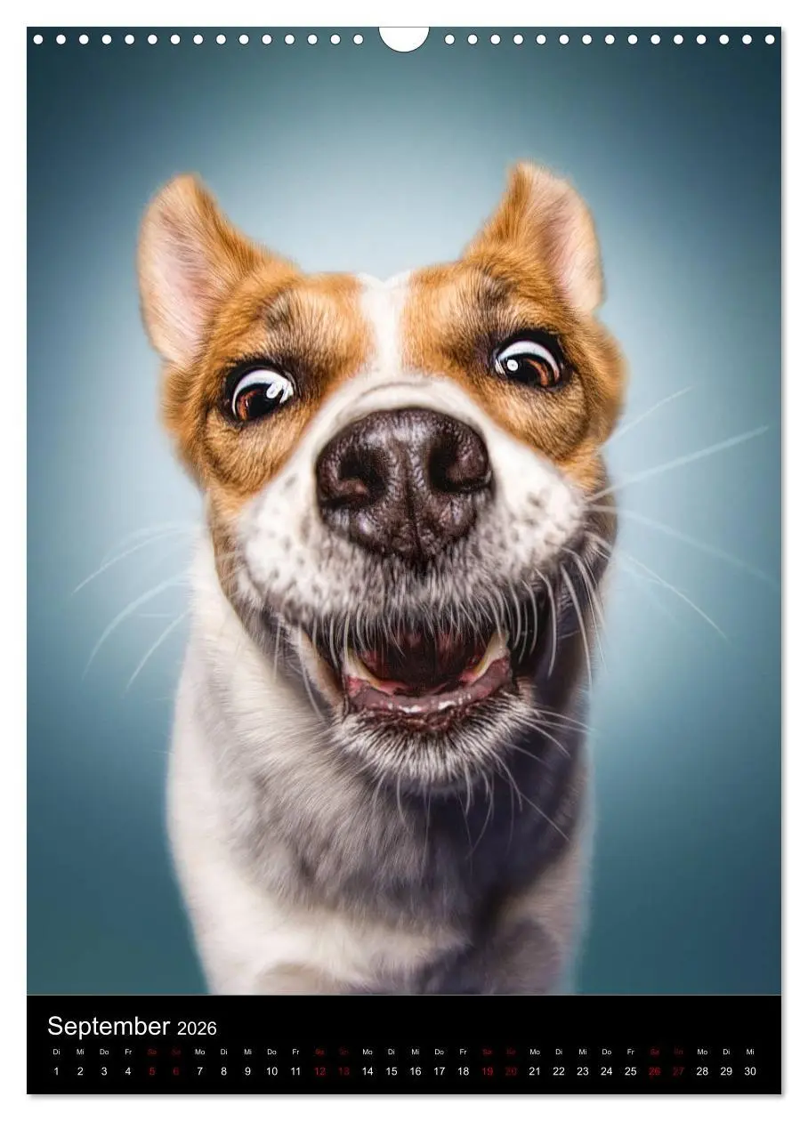 Bild: 9783516416688 | Funny Faces - Lustige Hundebilder (Wandkalender 2026 DIN A3 hoch),...