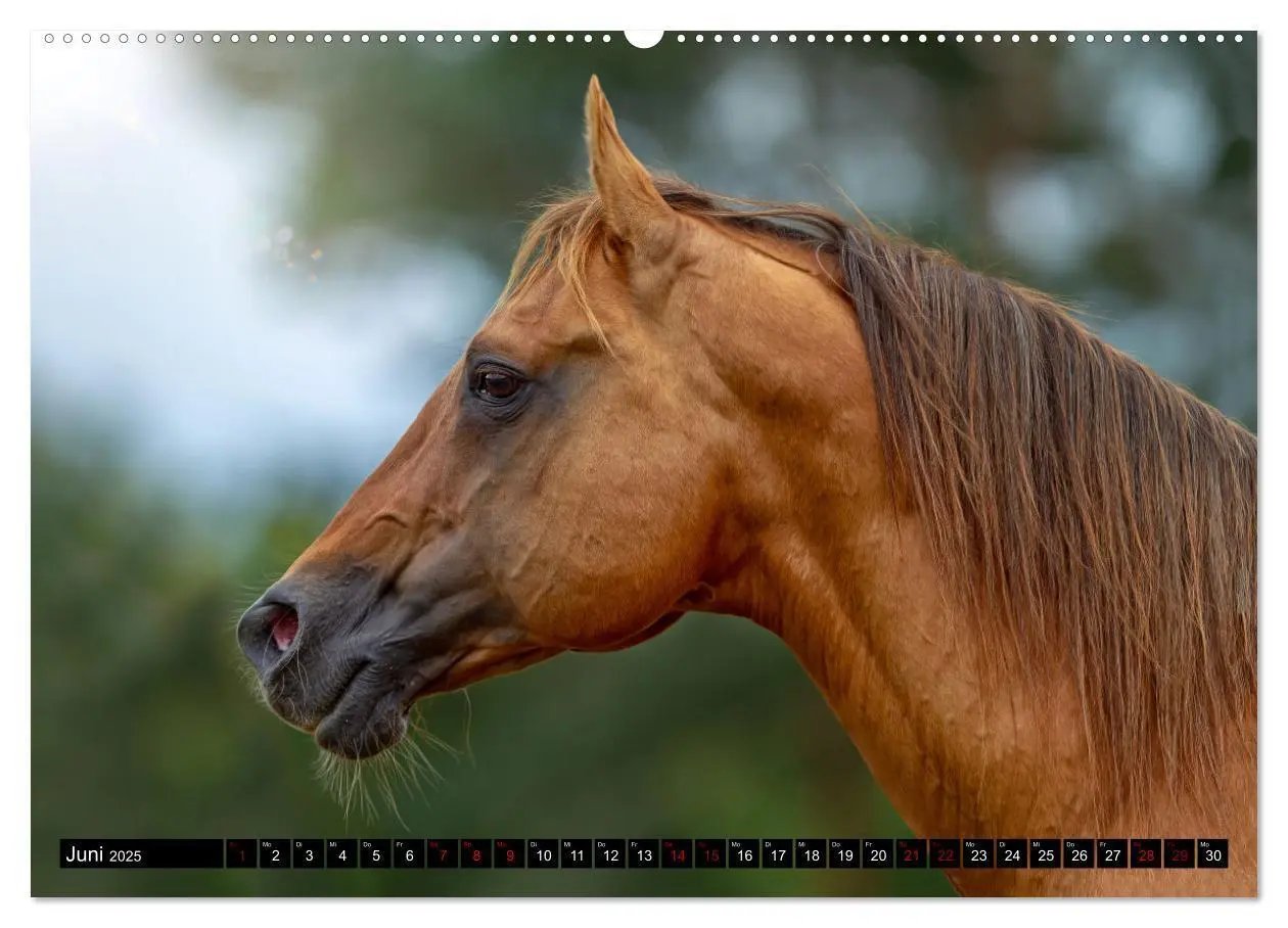 Bild: 9783435086788 | Faszination Westernpferde (Wandkalender 2025 DIN A2 quer), CALVENDO...