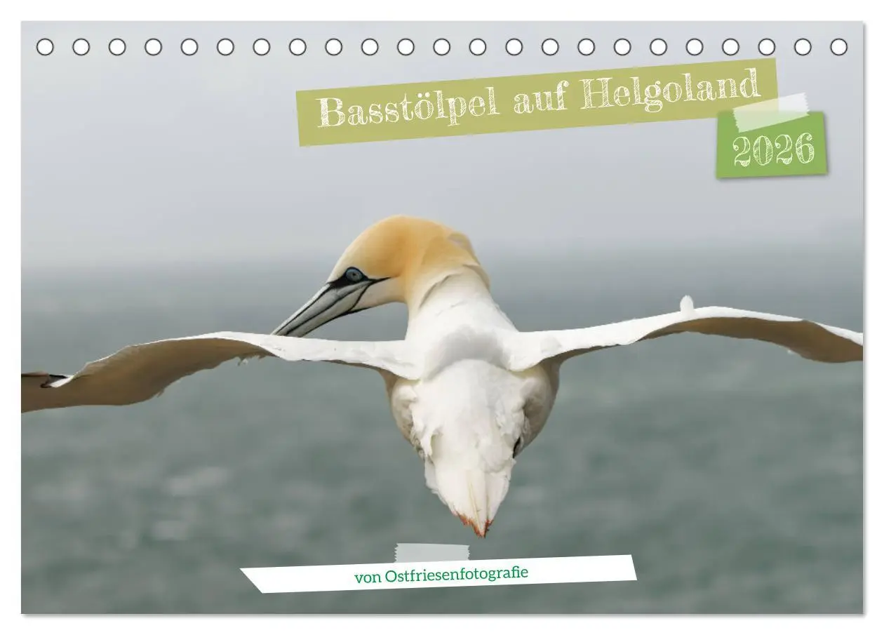 Cover: 9783457546888 | Basstölpel auf Helgoland - von Ostfriesenfotografie (Tischkalender...