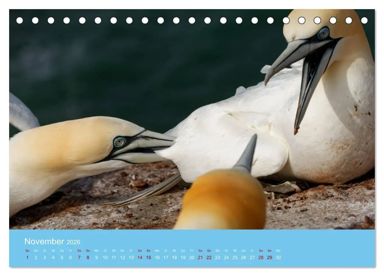 Bild: 9783457546888 | Basstölpel auf Helgoland - von Ostfriesenfotografie (Tischkalender...